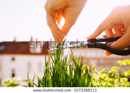 young woman gardening and cutting fresh chives with scissors