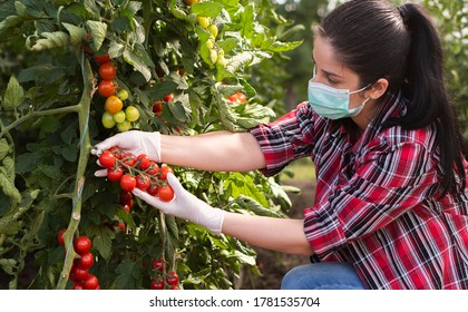 Download Face Mask Tomato Images Stock Photos Vectors Shutterstock PSD Mockup Templates