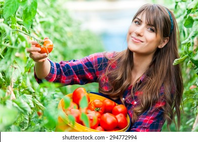 Young woman in a greenhouse with tomatoes, harvesting.