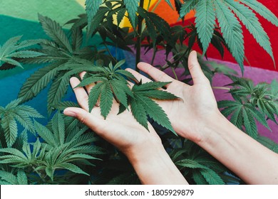 Young woman growing marijuana plants inside a farm - Cannabis medicine and healthy lifestyle concept - Focus on leaves up the hands