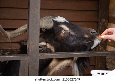 Young woman hand feeding black goat behind the fence