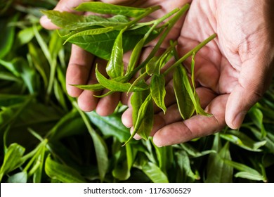 Young Woman Hand Holding Green Tea Leaf