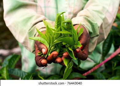 Young Woman Hand Holding Green Tea Leaf