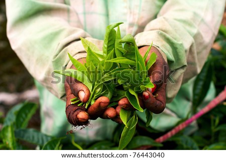 Young woman hand holding green tea leaf