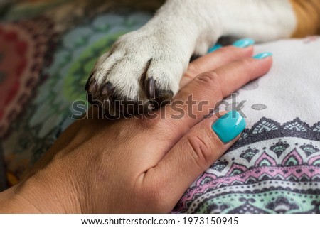 Young woman hand holding paw her dog