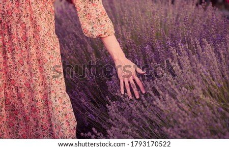 Similar – #A# Picking lavender Art