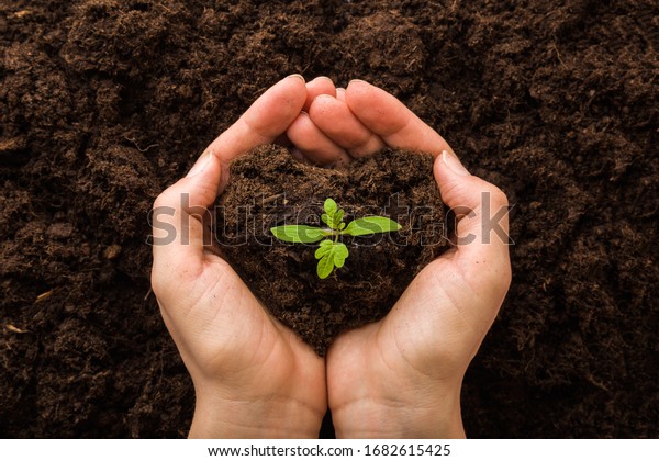 Young woman hands holding green, small tomato plant\
with ground. Early spring preparations for garden season. Closeup.\
Point of view shot.