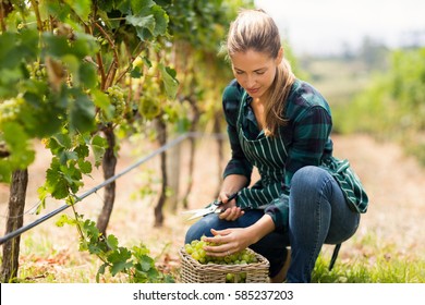 Young woman harvester working in vineyard - Powered by Shutterstock