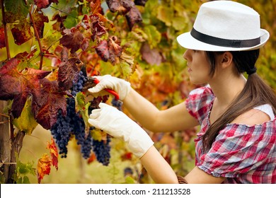 Young woman harvesting grapes - Powered by Shutterstock