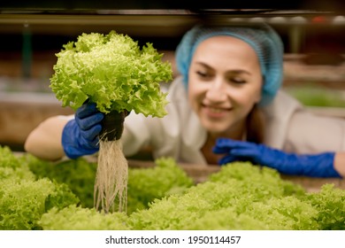 Young woman harvesting salad from hydroponics farm. Concept of growing organic vegetables and health food. Hydroponics vegetable farm