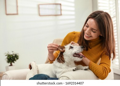 Young woman with her cute Jack Russell Terrier in armchair at home. Lovely pet