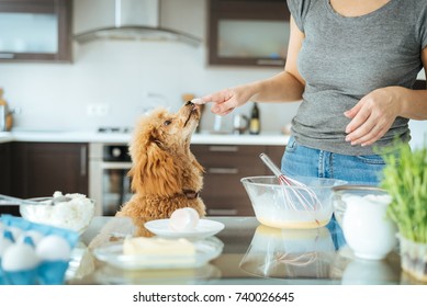 57,995 Dog Cooking Images, Stock Photos & Vectors | Shutterstock