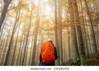 Young woman hiker on a trail during fall foliage with yellow and orange leaves in a forest in autumn. Parco Nazionale delle Foreste Casentinesi, Tuscany, Italy - Shutterstock ID 2191001955