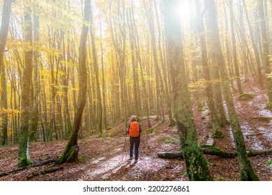 Young woman hiker on a trail during fall foliage season with yellow and orange leaves in a forest in autumn. Parco Nazionale delle Foreste Casentinesi, Tuscany, Italy - Shutterstock ID 2202276861