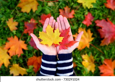 Young woman hold nice bright leaves in two hands, small red and yellow maple leaf lie on open palm. Blurred grass and fallen leaves on background, top-down shot
