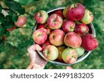 Young woman holding bowl full of apples in fruit orchard. Apple harvesting. Top view.