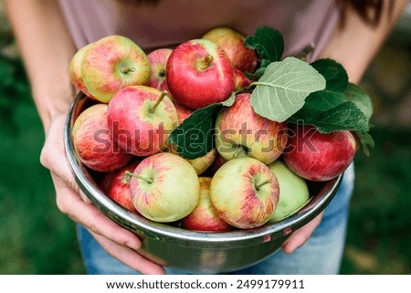 Similar – Image, Stock Photo Woman picking ripe apples on farm. Farmer grabbing apples from tree in orchard. Fresh healthy fruits ready to pick on fall season. Harvest time in countryside