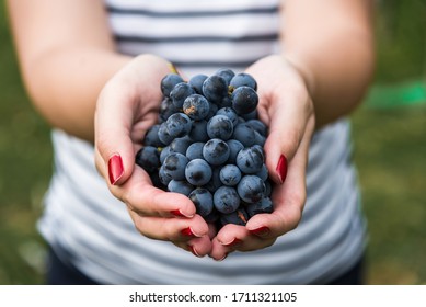 A young woman holding a bunch of red wine grapes in a vineyard - Powered by Shutterstock