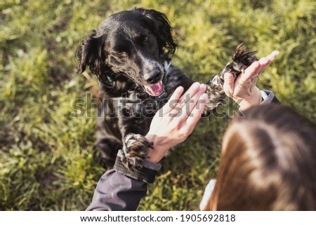 Young woman holding dogs paws. Black dog begging in give me ten position with owner shot from above