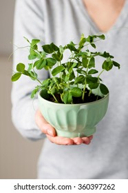 Young Woman Holding Green Bowl With Sweet Pea Seedlings. Gardening Concept.
