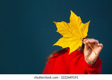 Young woman is holding a maple leaf in front of her face by covering it. No face photography - Shutterstock ID 2222449191