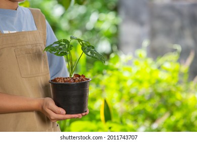 Young woman holding a pot of plants for sale online