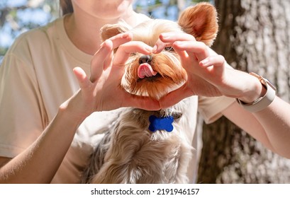 Young Woman Holding Small Dog Puppy Yorkshire Terrier Hiking At The Mountains