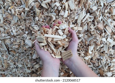 Young Woman Holding Wood Chips In Her Hands. Top View.