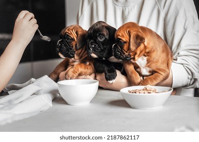 A Young Woman Holds In Her Arms Three Puppies Of The German Boxer Breed In Front Of The Table During Breakfast, A Child's Pen Feeds Small Dogs, Like Children, From A Spoon