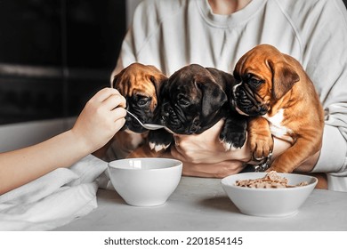 A Young Woman Holds In Her Arms Three Puppies Of The German Boxer Breed In Front Of The Table During Breakfast, A Child's Pen Feeds Small Dogs, Like Children, From A Spoon