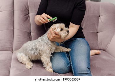 Young woman in jeans and black T-shirt sits on pink sofa and combs Yorkshire Terrier dog. Home life. Beauty and health. Pet care. Grooming.