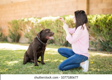 Young Woman Kneeling And Giving Food To Dog.