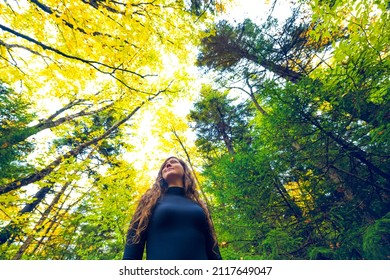 Young Woman Low Angle View Standing Looking Up At Trees On Hiking Trail Pine Forest Woods In Dolly Sods West Virginia Autumn Fall Foliage Golden Yellow Color Season Leaves