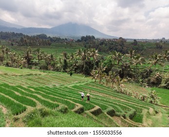 Young woman and man walking on rice field Bali, Indonesia. Tourists  touring rice fields , back view. Aerial view of the green rice fields. Bali, Indonesia - Powered by Shutterstock