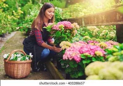 Young woman at a nursery holding a potted pink hydrangea plant in her hands as she kneels in the walkway between plants with a basket of fresh white flowers for sale - Shutterstock ID 403288657