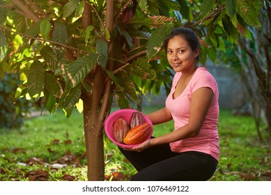 Young Woman On Cacao Harvest In Farm In Latin America