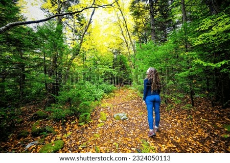 Young woman person back standing looking up at trees on hiking trail through pine forest woods in Dolly Sods wilderness, West Virginia in autumn fall foliage season with fallen leaves