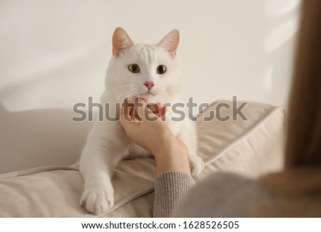 Young woman petting her beautiful white cat at home, closeup. Fluffy pet