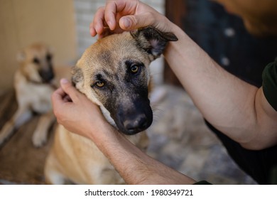 Young Woman Petting Sad Dog In Animal Shelter