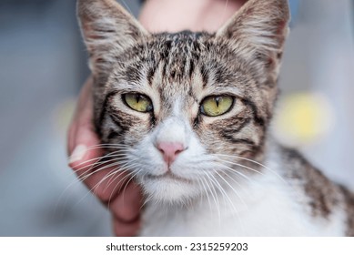 A young woman is petting a stray cat, close up, macro photography - Powered by Shutterstock