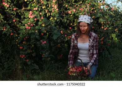 Young woman picking apple, holding basket and smiling. Autumn harvesting concept. Fall, September, apple tree, farming