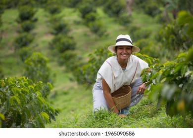 young woman picking up coffee beans in Colombia