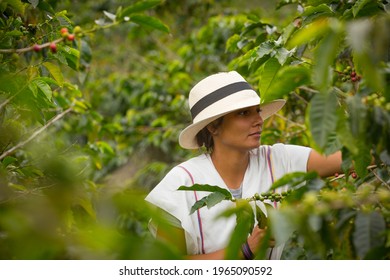 young woman picking up coffee beans in Colombia - Shutterstock ID 1965090592