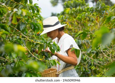 young woman picking up coffee beans in Colombia - Shutterstock ID 1965090946