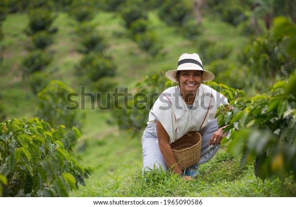 young woman\
picking up coffee beans in\
Colombia