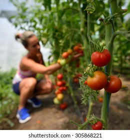 Young Woman Picking Fresh Tomatoes In Summer Garden