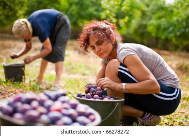 Young Woman Picking Plums In An Orchard