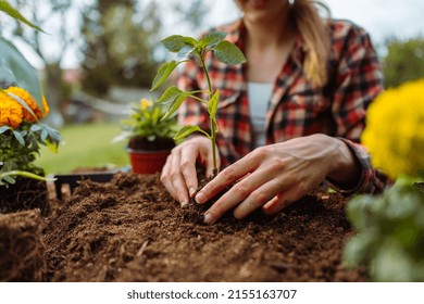 Young Woman Planting Vegetables In Garden. 