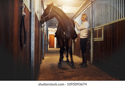Young woman preparing her chestnut horse for a ride while standing inside a stable 