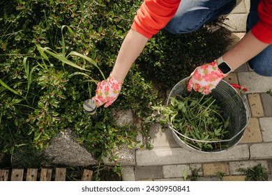 A young woman pulls weeds in her huge garden in the spring, clearing the garden after winter